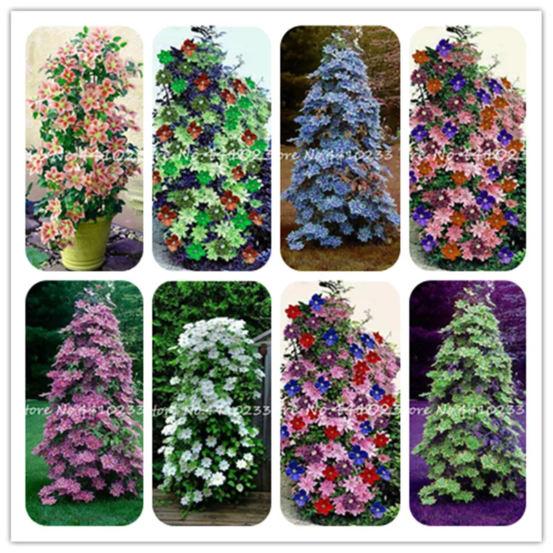 

100 Pcs Climbing Clematis Bonsai , Indoor Clematis Vines Bonsai Flower Climbing Clematis plants For Home Garden Purify Air