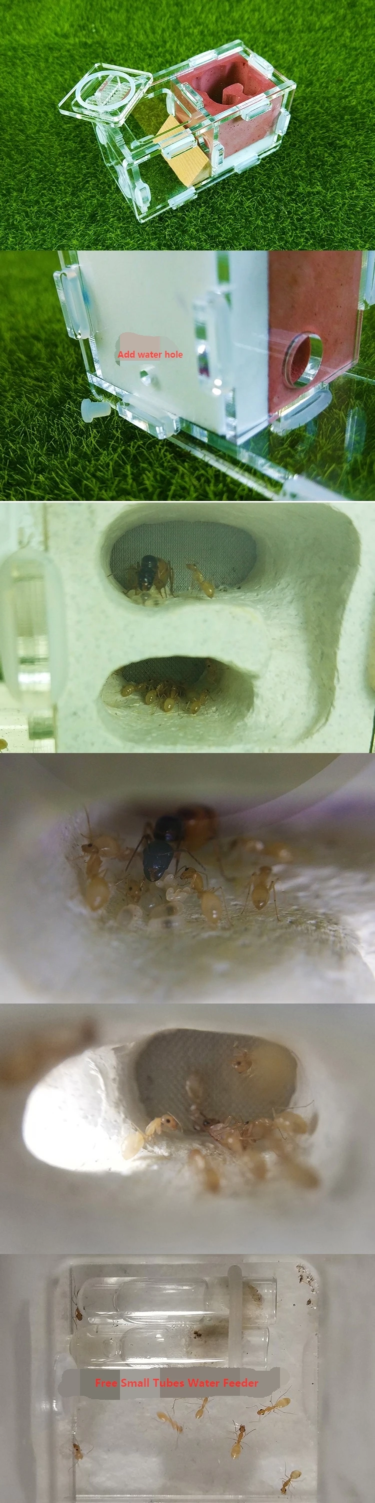 ant-nest (3)