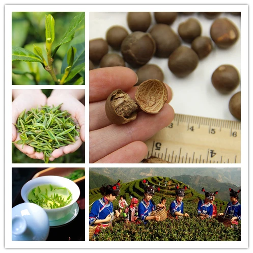 

10 Pcs Chinese Green Tea Tree Bonsai For Home Garden Perennial Plants No Flowers Heirloom Sementes Not Camellia