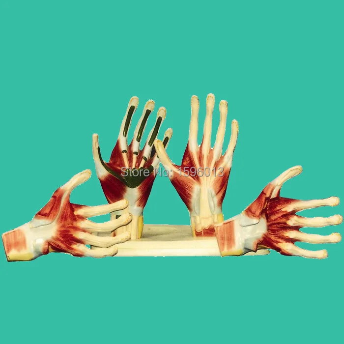 Palm Anatomy Model, Hand Anatomy model,Palm Model