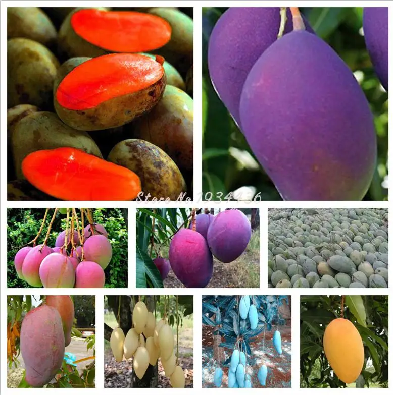 

3 Pcs / bag Giant Mango Bonsai Rare Miracle Sweet Delicious Edible Fruit Tree Garden Building DIY Plant Pot New Varieties