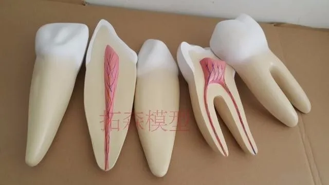 Dentadura Dente Modelo Anatômico Humano Frete Grátis 12x 3 Cheap denture model