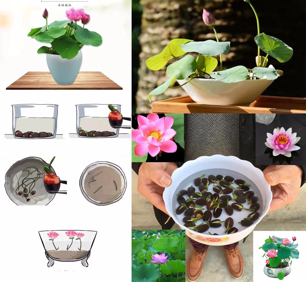 

5pcs/bag bonsai flower lotus flower for summer Bowl lotus pots Bonsai garden plants Exotic Water Lily Aquatic Hydroponic