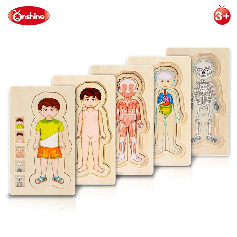 

Onshine Wooden Multi-layer Puzzle Toys Boys Girls Body Structure Children Kids Learning Cognition Toys