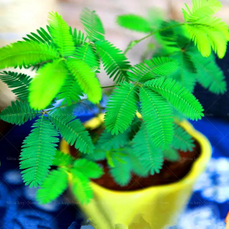 

100pcs mimosa balcony bonsai tree flower pudica funny Sensible Foliage Plants Perennial for home garden predict earthquake