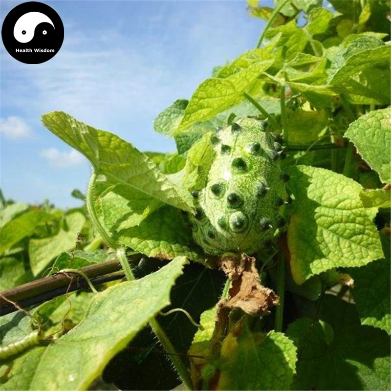 Buy Kiwano Fruit Semente 20pcs Plant Melon Cucumis Metuliferus Kiwano