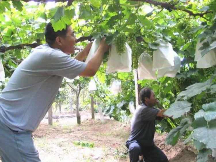 100 шт защита винограда мешок для выращивания анти-птица насекомое сетчатый мешок овощи фрукты защиты мешок для разведения предотвращает фруктовое дерево