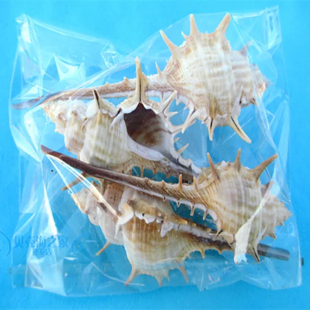 

4 pompilius large thorn lo set natural conch shell fish tank decoration aquarium