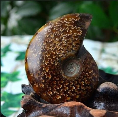 

AA++ Natural AMMONITE PRETTY NAUTILUS MADAGASCAR FOSSIL SPECIMEN HEALING 20-30g free shipping