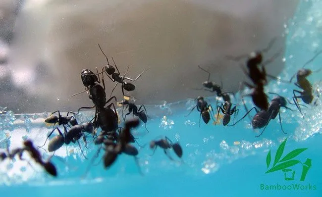 Новинка Симпатичные Ant Farm вилла экологическая игрушки науки интересные микро пейзаж детские развивающие игрушки прикольные подарки