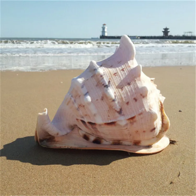 Купить Морские Раковины Большого Размера