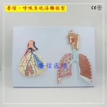 human respiratory system Relief model Alveolar, lung and bronchus, mouth, nose and throat free shopping lobule and alveolus of lung model lobule moedl and alveolus model
