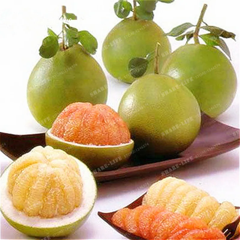 

Thai Pomelo Citrus maxima Pomelo Grape Fruit 30PCS Bonsai From Thailand Rare Fruit Bonsai For Home Garden Planting Fruit Plant
