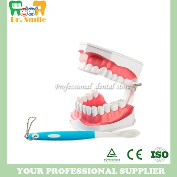 

tooth model Oral teeth Model student study Model Children teeth can be pulled
