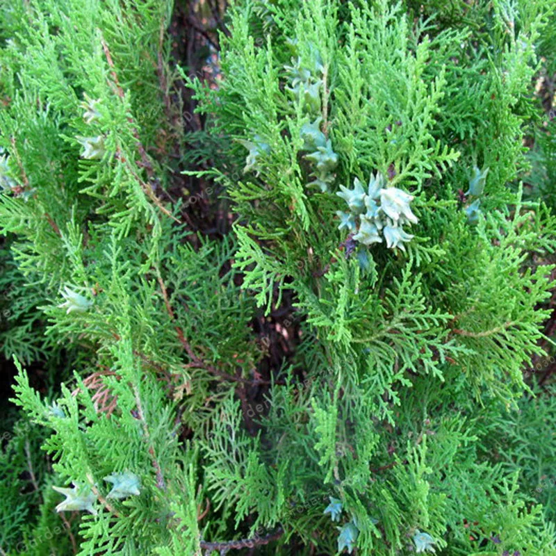 50 шт. китайский Platycladus Thuja Orientalis бонсай для домашних растений, садовое дерево, бессмертный символ долговечности