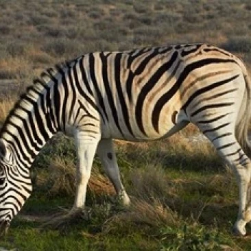 Zebra grazing  burchellii  Etosha NP  Namibia  Africa. Poster Print by David Wall (35 x 24)