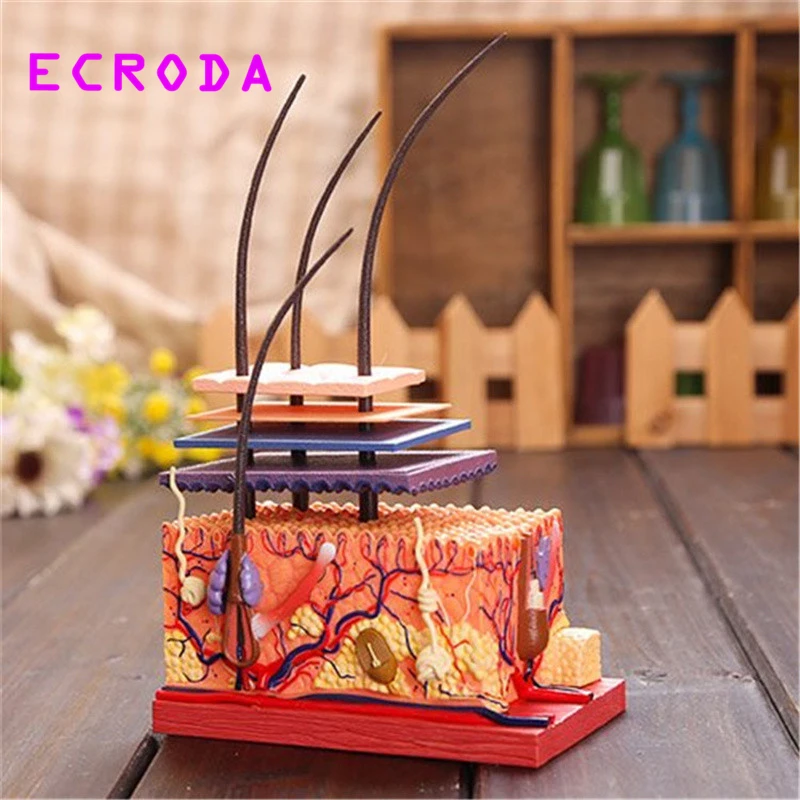 

ECRODA model of human skin and hair of human organs Assembling human skeleton anatomical model kids learning toys