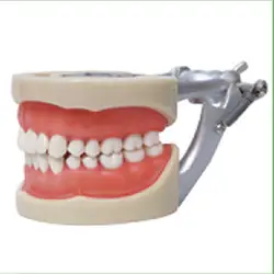 1 шт. стандартная модель, 32 шт., мягкие десны, модели зубов Зубы челюсти модели для зубной школы преподавания стоматолог зубные модели зубов