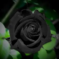 100 шт Редкие Роза бонсай Черная роза цветок Редкие удивительно роза цветы бонсай для цветника посадка бонсай BS