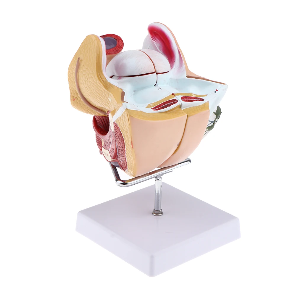 1:1 Female Uterus Ovary Genital Model - Human Reproductive Organ Anatomical Model with Base for Science Learning School Lab Accs