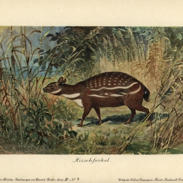 Dorcatherium  Extinct Type Of Chevrotain Mouse Deer Poster Print By <ALIMT >&reg;</ALIMT> Florilegius Mary Evans (24 X 18)