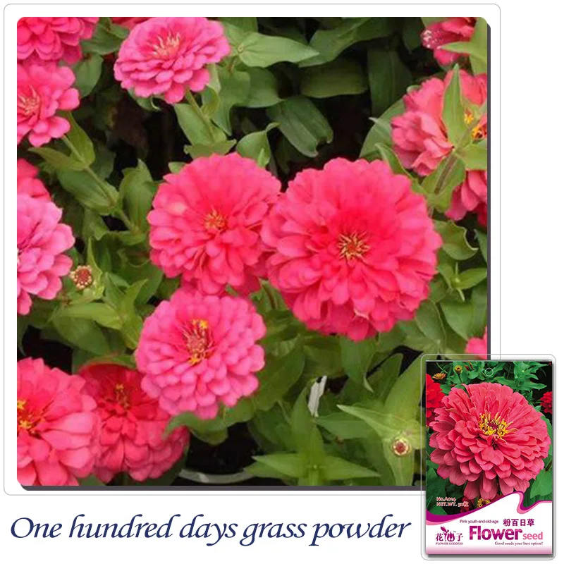 Common Garden Flowers Pink popular pink garden flowers-buy cheap pink garden flowers lots Common Garden Flowers Pink popular pink garden flowers-buy cheap pink garden flowers lots