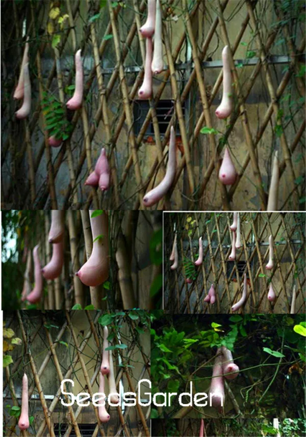 

Big Promotion!50 pcs/Pack Fruit Breast Melon Garden Organic Heirloom Fruit Vegetable Plant Hanging Milk Melon Bonsai,#SYJY46