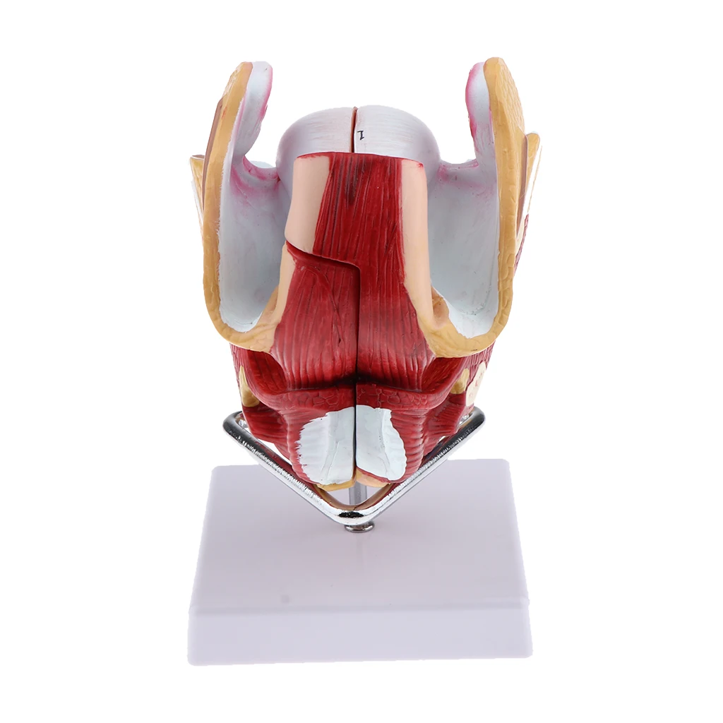 1:1 Female Uterus Ovary Genital Model - Human Reproductive Organ Anatomical Model with Base for Science Learning School Lab Accs