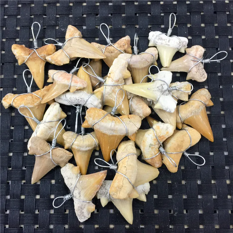 1PC Natural Animal Fossil Shark Teeth Pendant Fossil Mineral Specimens For Collection WoMen's Men's Necklace As Gift