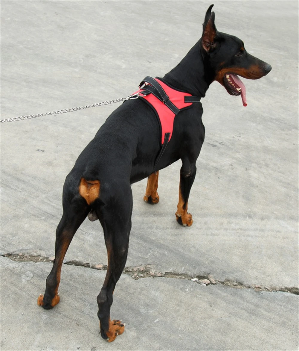 dog harness02