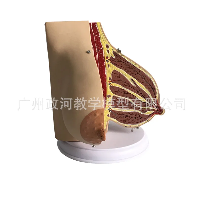 

Human Lactation Female Breast Anatomy Model Chest Breast Anatomy Gynecological Teaching Specimen