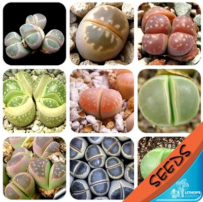 100% свежий Настоящее lithops olivacea смешанные сочные кактус Semillas ~ живые камни