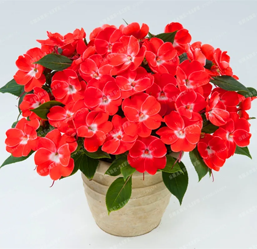 Купить Новогвинейский Бальзамин В Краснодаре На Юле