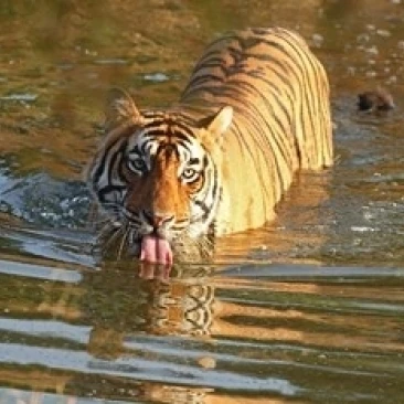 Royal Bengal Tiger in the water  Ranthambhor National Park  India Print by Jagdeep Rajput (36 x 24)