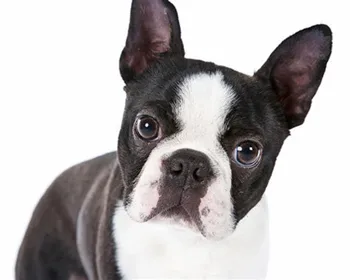 

Full Drill Diy dog pet Diamond Painting Cartoon Boston Terrier Embroidery Cross Stitch Children Needlework Decorations christmas