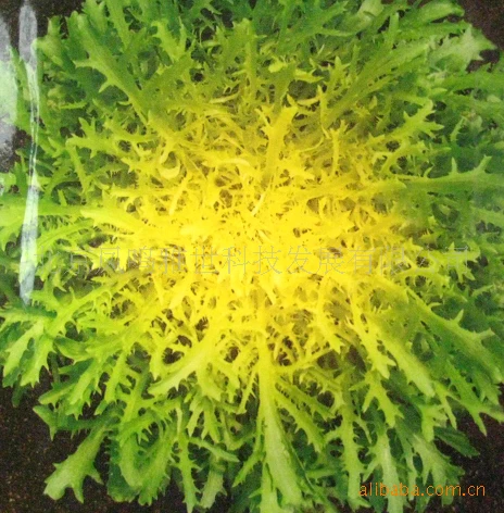 

Golden endive bonsai -100pcs