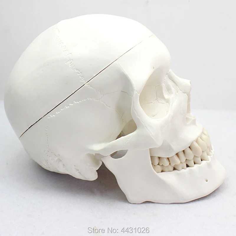 модель черепа человека. строение костей черепа человека. мозговой отдел черепа анатомия. строение костей черепа у грудничка. строение черепа новорожденного швы роднички.