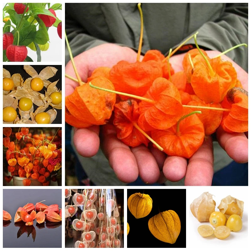 

100 PCS Red Currant Fruit Plant Pan-American Gooseberry Lantern Fruit Physalis Landscape Home Garden For Flower Pot Planters