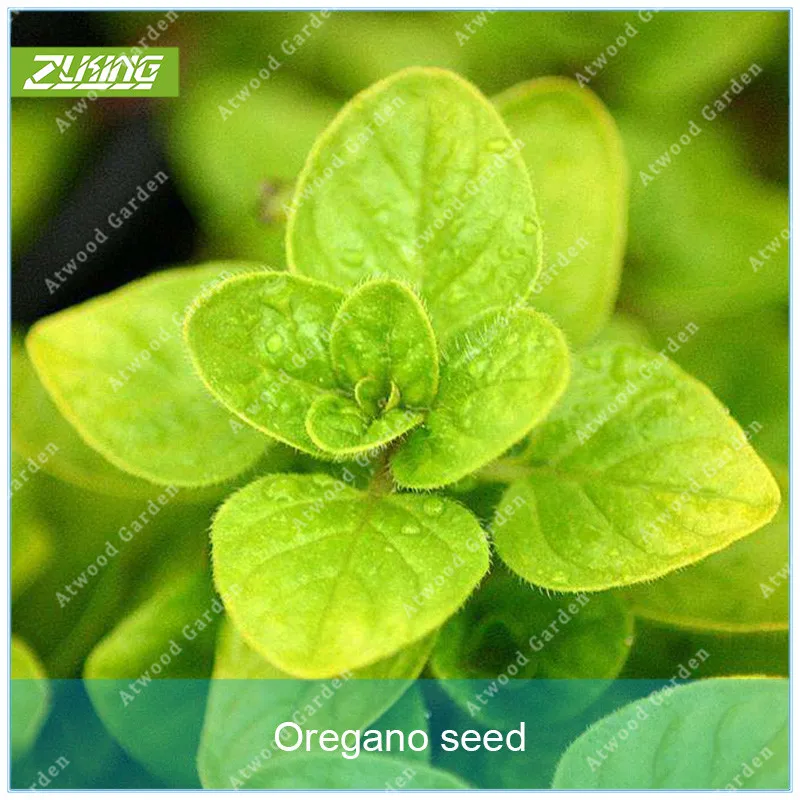 

100pcs Oregano Flower Bonsai Plants For Home Garden Cascade Purple Flower Fast Growing Flowers