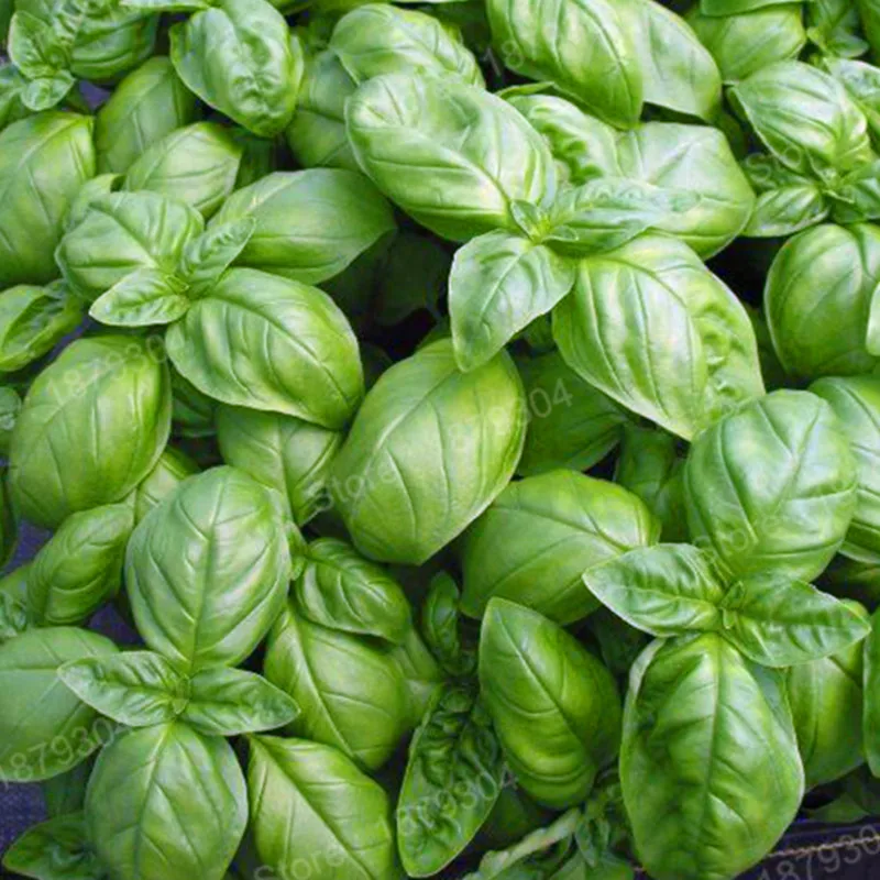 300pcs/bag Large Leaf Basil flores green fresh ocimum vegetable plantas Spices Aromatic Herb plante Bonsai Garden Plants Flower 300pcs/bag Large Leaf Basil flores green fresh ocimum vegetable plantas Spices Aromatic Herb plante Bonsai Garden Plants Flower
