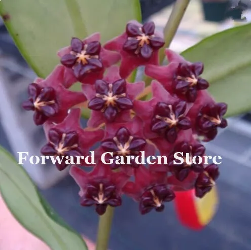Hot ! 100 Pcs Rare Hoya Bonsai Flower For Home Garden, Ball Orchid Perennial Flowers Natural Growth For Garden Ornamental Plants