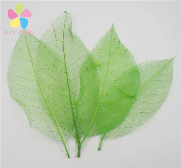 Приблизительно 8*22 см случайным образом смешанные цвета натуральный каркас листьев для DIY 6 шт/24 шт C0709 - Цвет: Green  6pcs