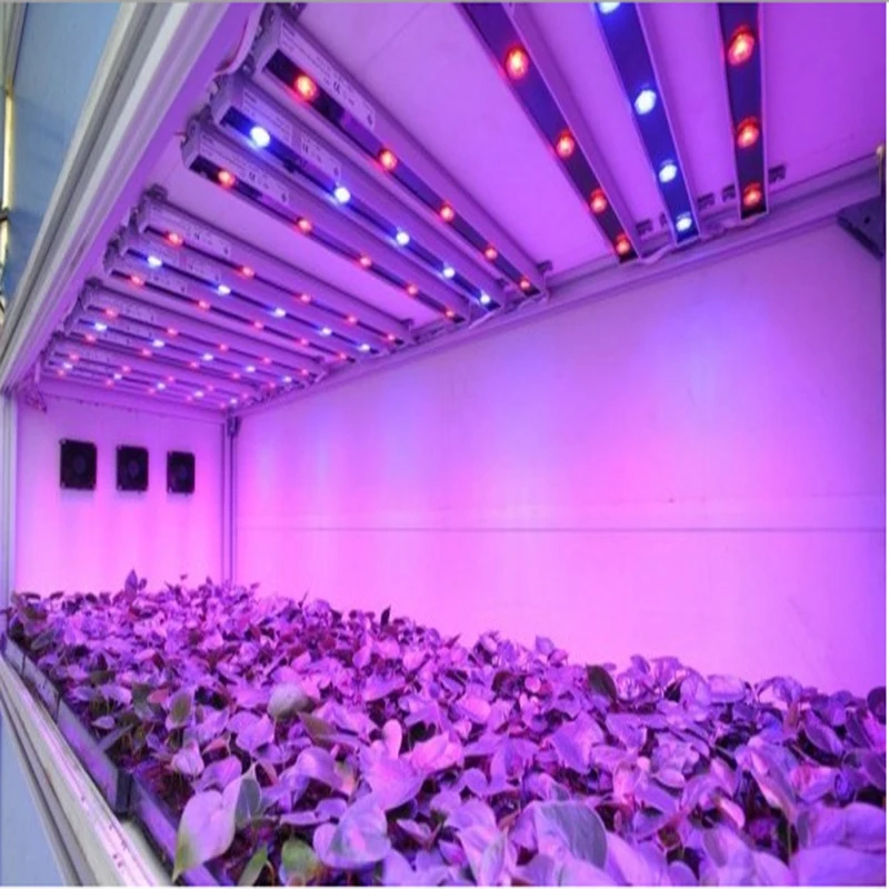 DIY 100 Вт Светодиодный светильник для выращивания, полный спектр, с 100 Вт, источник питания, 50 шт., 3 Вт, 380-840нм, 45Mil светодиодный чип для выращивания растений зеленого дома