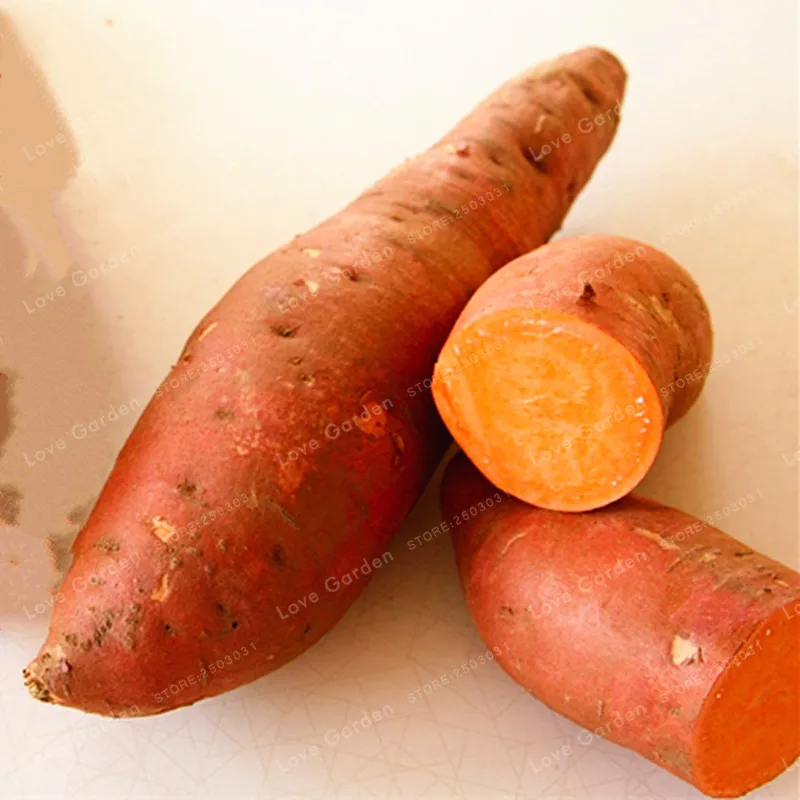 20Pcs Sweet Potato Seeds Best Seeds Online Free Shipping Worldwide