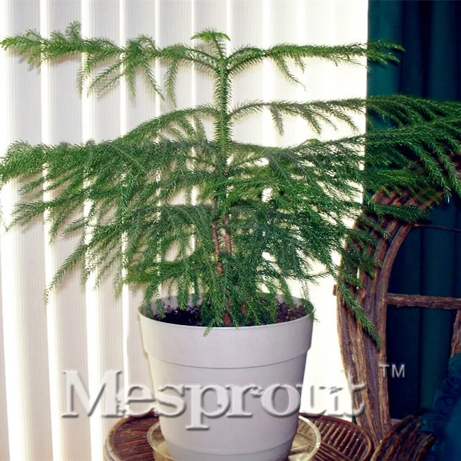 

50 Pcs/bag,Araucaria Bonsai, Bonsai,Tree ,free Shipping