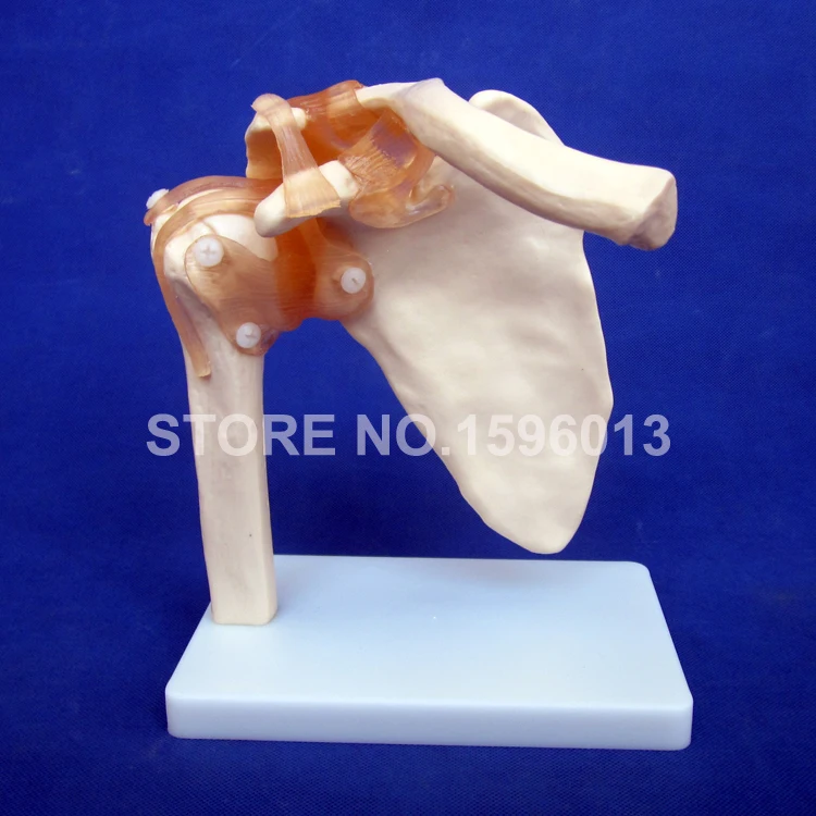 109 shoulder joint (2)