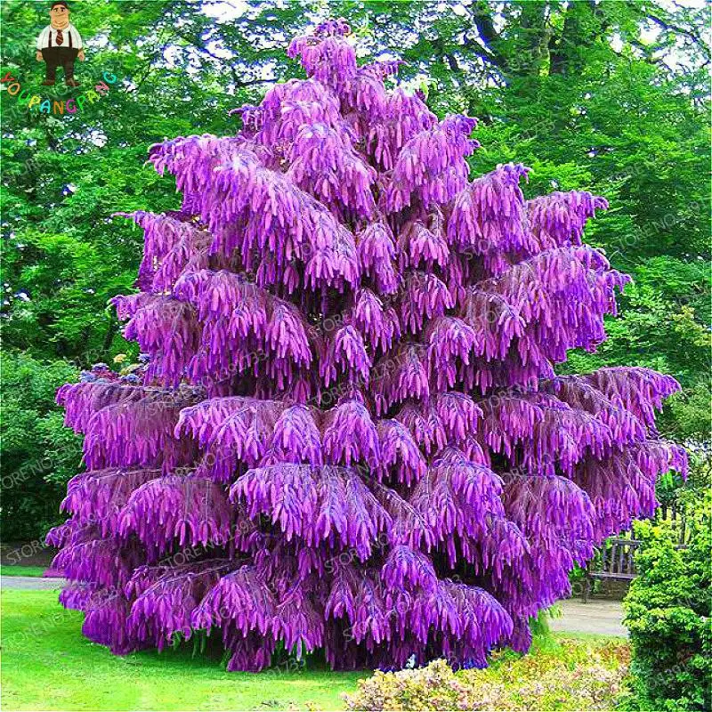 Evergreen plants, Bonsai tree, Perennial garden