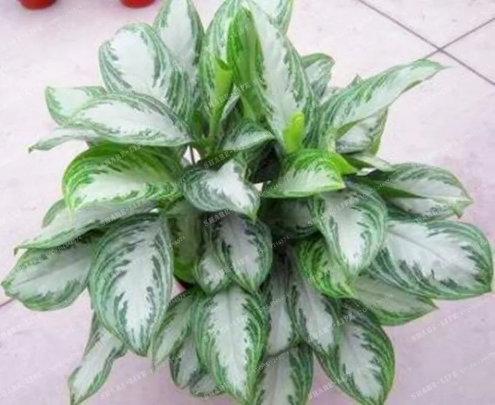 100 шт редкий Aglaonema Spp высокая влажность легкий рост офисный стол Бонсай освежитель воздуха растения радиационная защита дома и сада