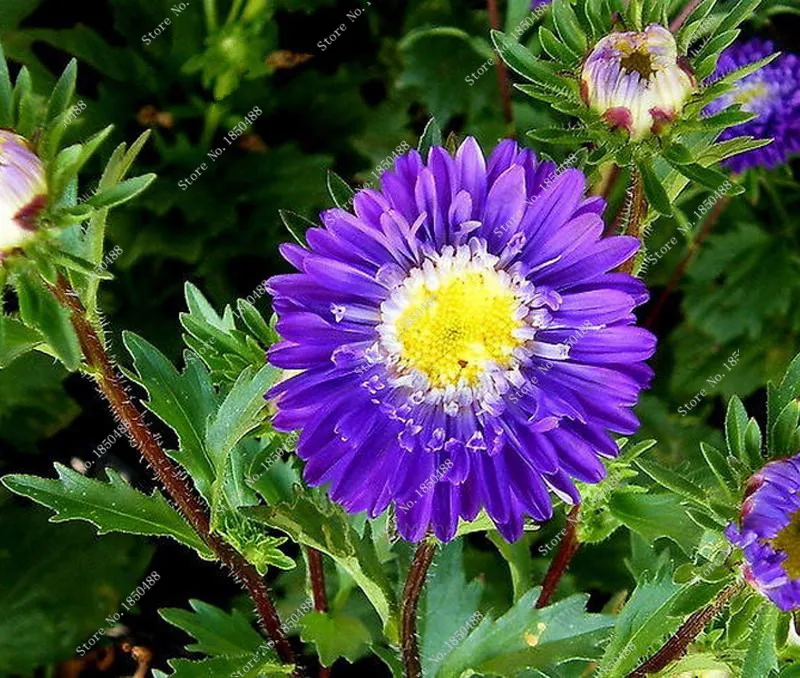 Popular Purple Chrysanthemum FlowerBuy Cheap Purple Chrysanthemum