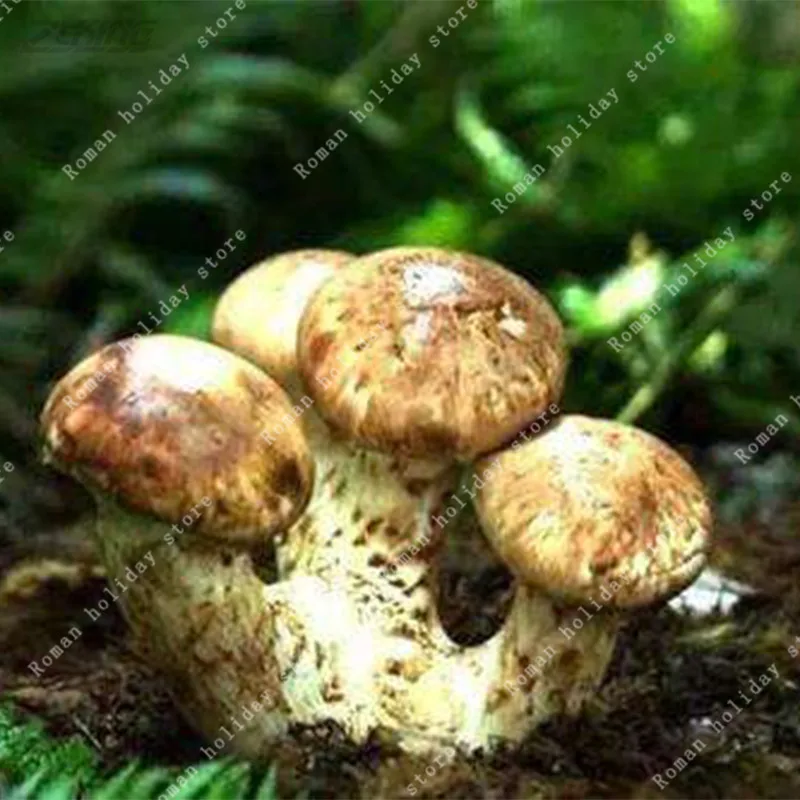 

ZLKING 100 PCS Rare Chinese Special Delicious Matsutake Bonsai Organic Health Mushroom Natural Valuable Edible Fungi